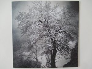 056 Trauerkarte Baum in Blust vor Gewitter