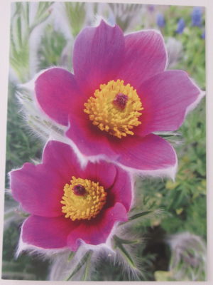 Blumenkarte «Anemonen»