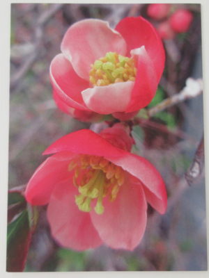 Blumenkarte «Kirschenblüten»