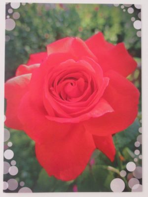Blumenkarte «Rose»